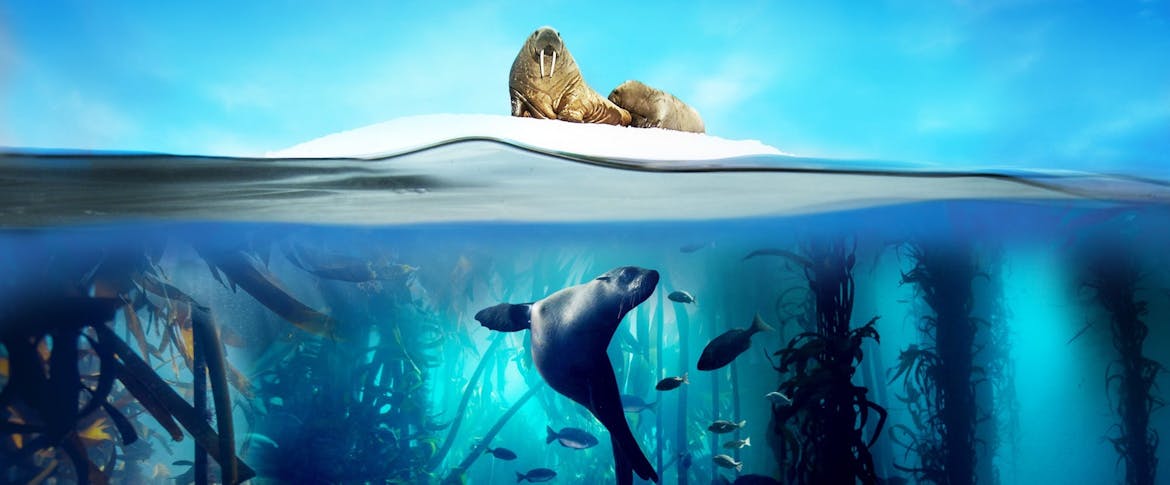 Blue planet ii landscape